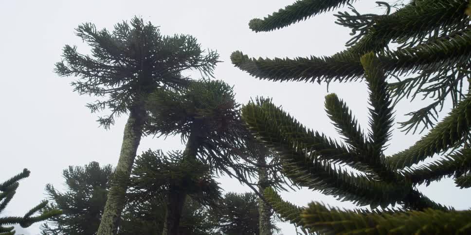 Needles on forest tree branches