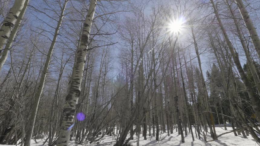 The sun shines through forest trees in the winter