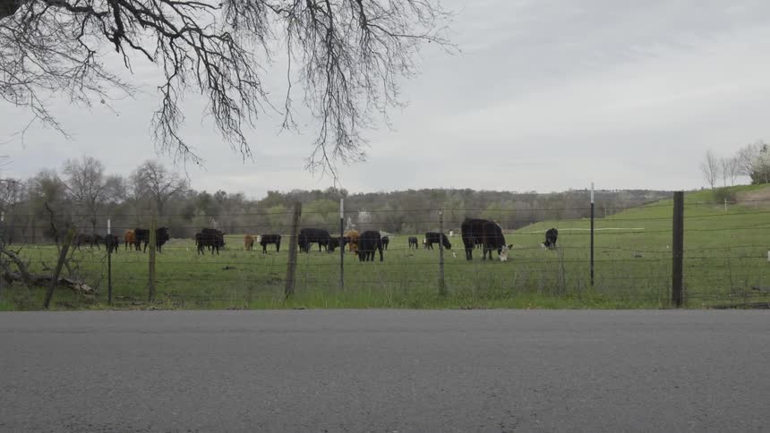 Cows graze in a field in a rural area