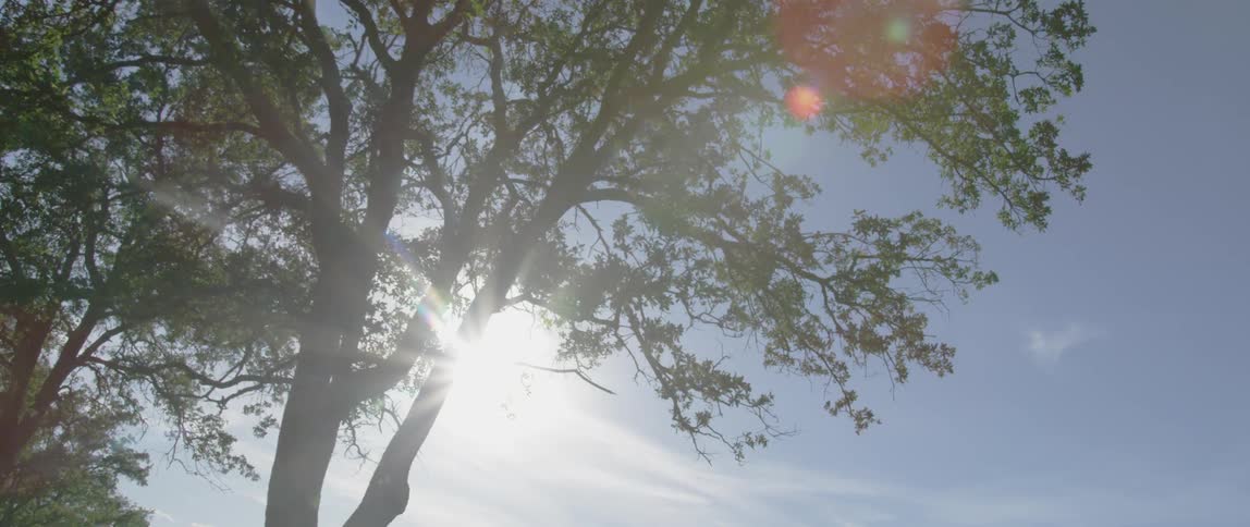 The sun shines through a healthy tree in a field