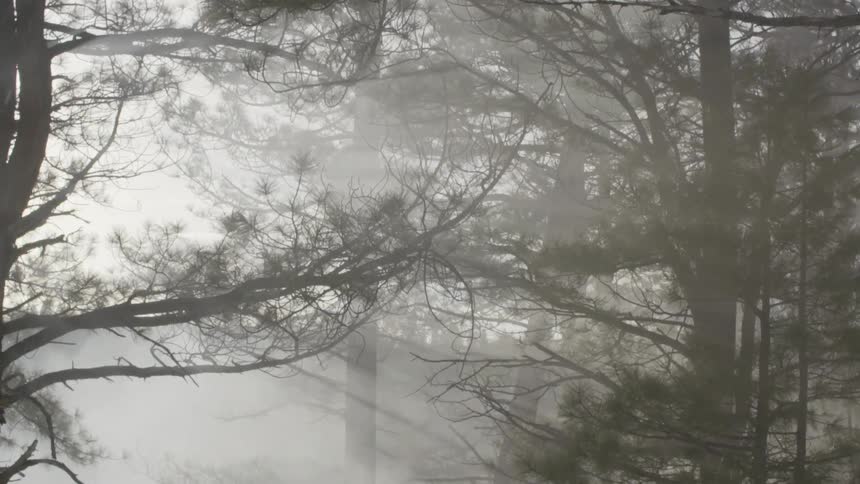 Sunlight shines through trees in the woods