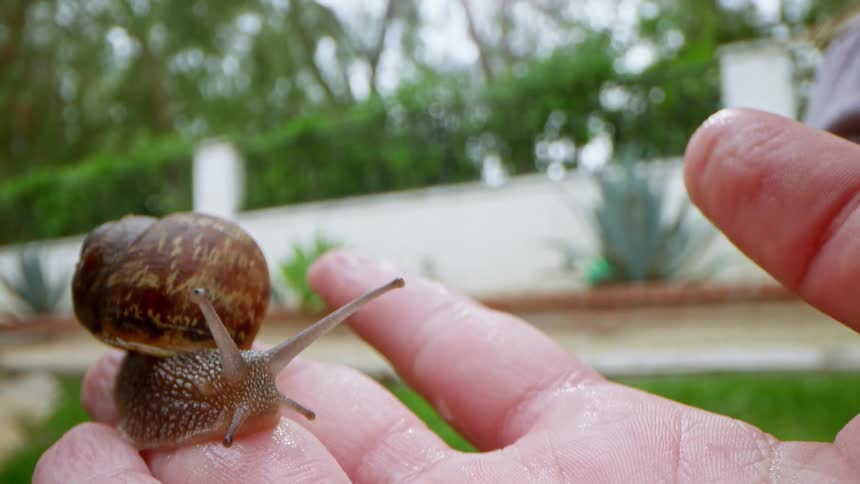 A person has a snail in their hand