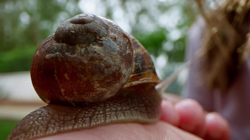 The snail is crawling on the womans hand
