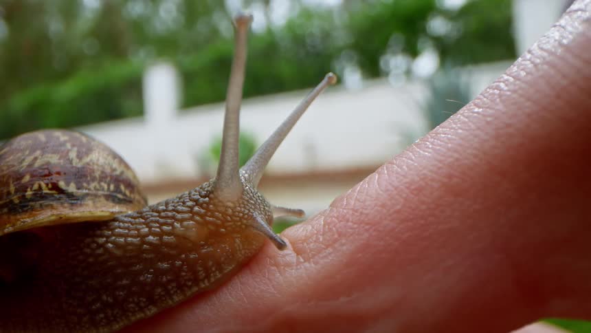 A snail crawls on a white persons finger