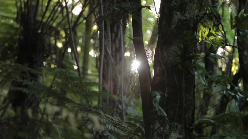 Close up of trees in a forest with the sunlight shining through