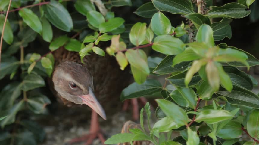 A small bird pokes their head out from behind a green plant