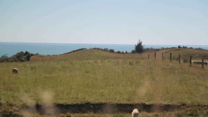 Herd of sheep grazing on a pasture in the country near the coast