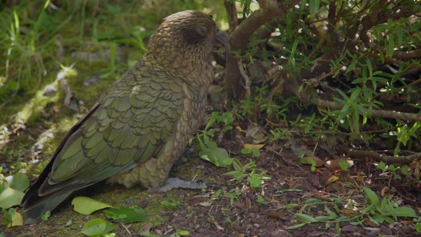 A bird sits on the ground
