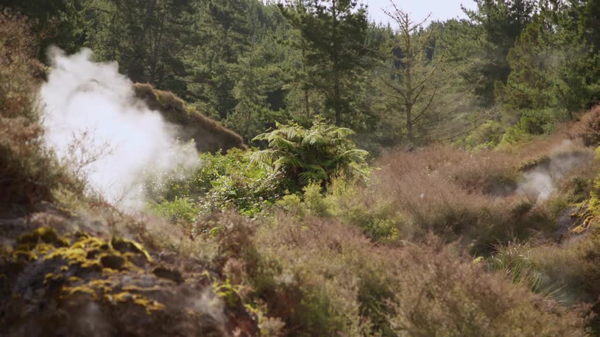 Smoke in a forest