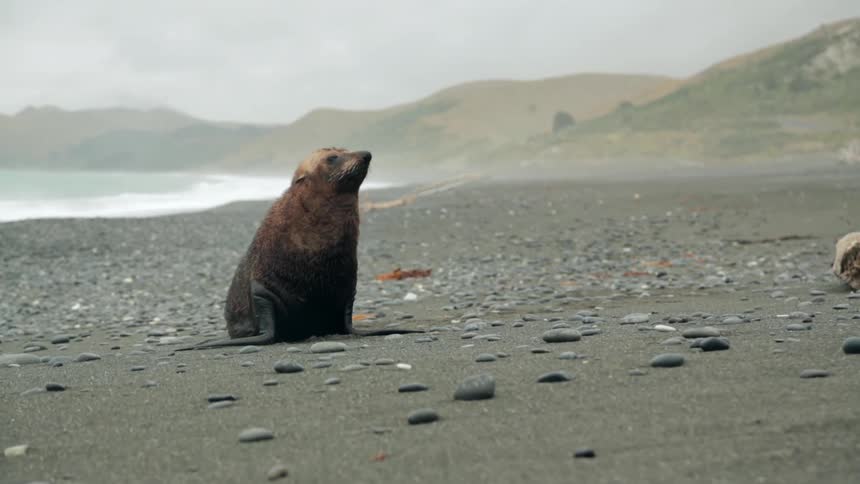 A sea lion relaxing on a rocky beach