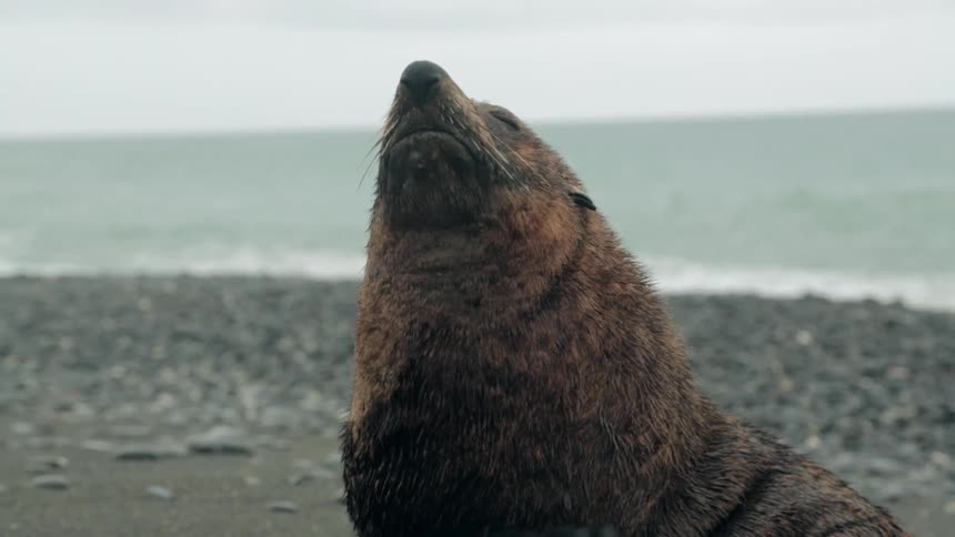 A seal sits on a beach with his nose pointed to the sky