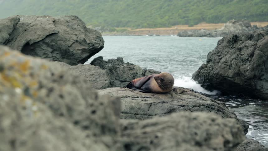 A seal reclines on a rock by the water
