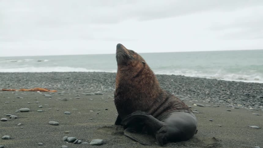 A sea lion scratching itself while lying on a rock beach