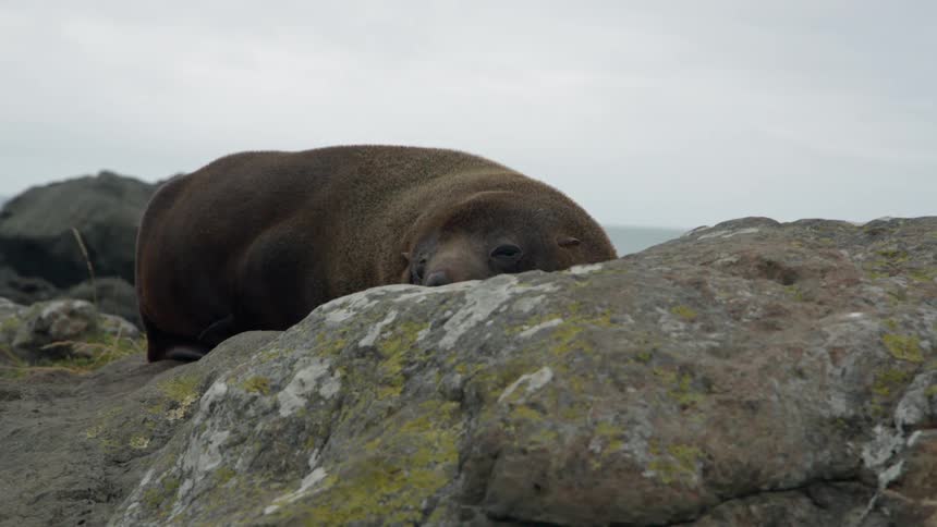 A seal reclines on a moss covered rock