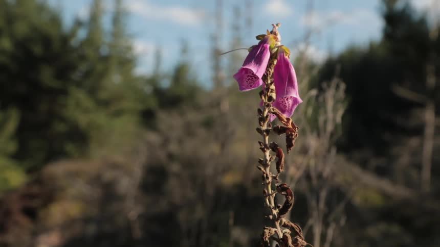 A flower blowing in the wind with trees and the sky in the background