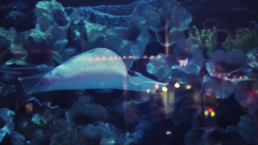 Sting ray swimming in an aquarium