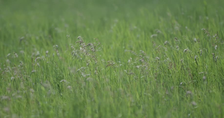 Green grass in a field swaying in the wind