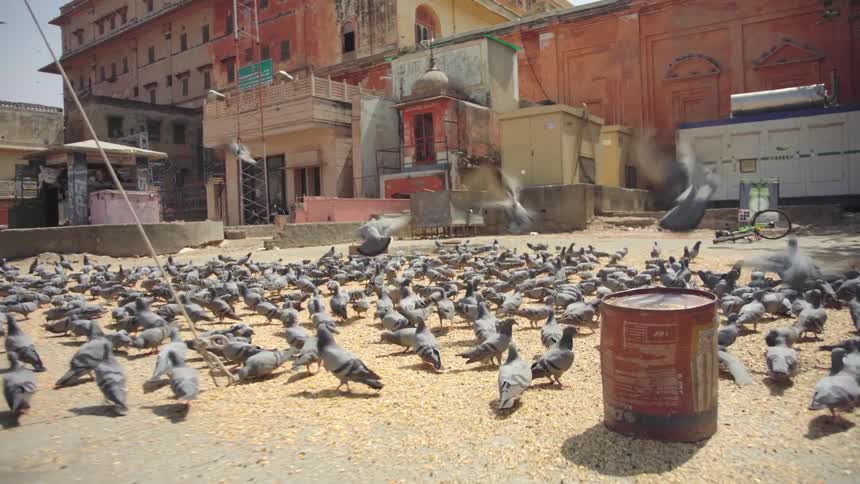 A flock of pigeons eating seed on a city plaza take flight