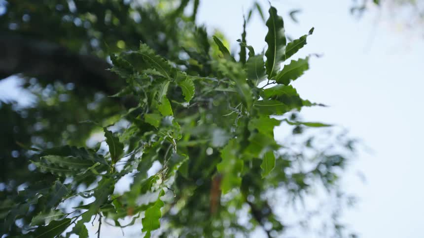Leaves hanging down from a tree