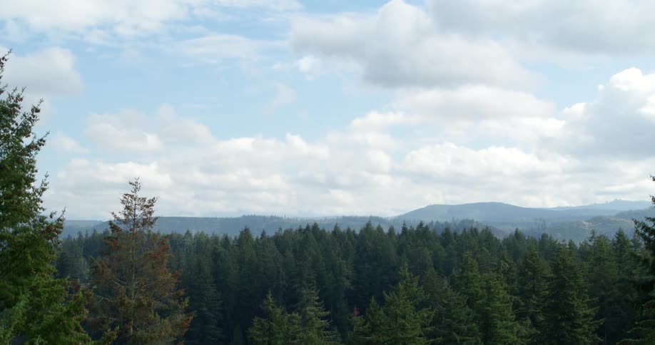 Trees in a forest