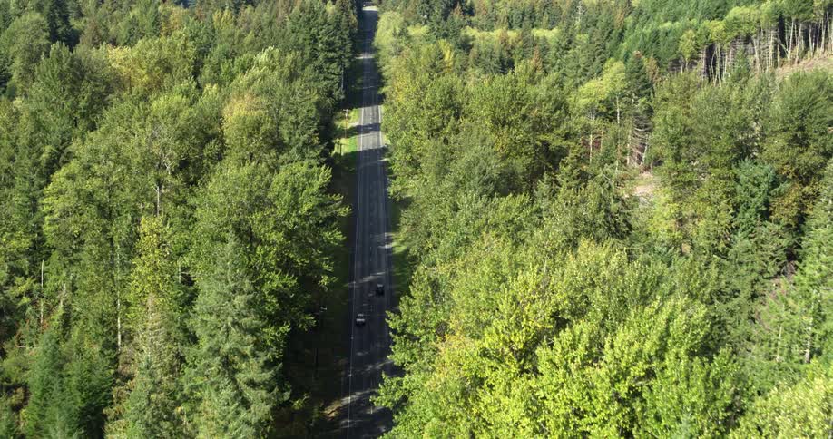 Vehicles travel on the road running through the forest