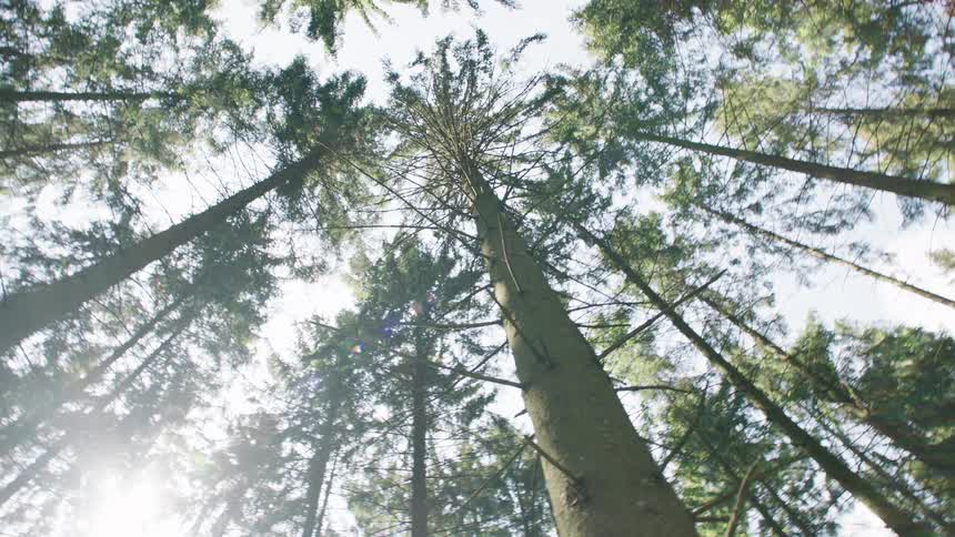Large trees form a canopy high above a forest