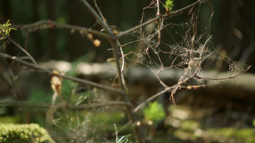 A spider builds a web over barren tree branches