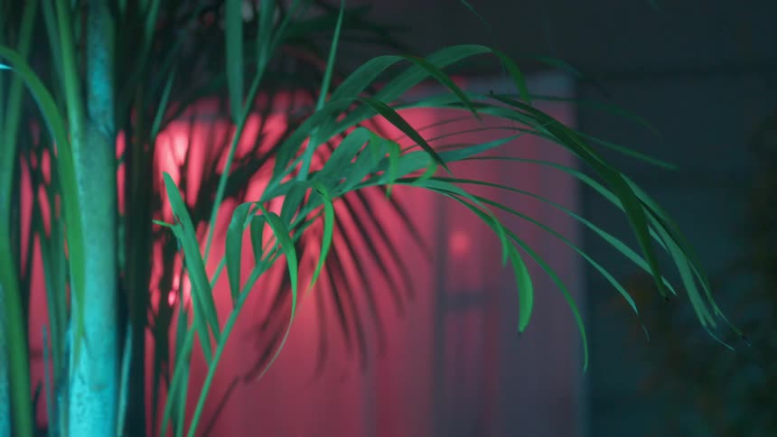 Houseplant with red light in the background