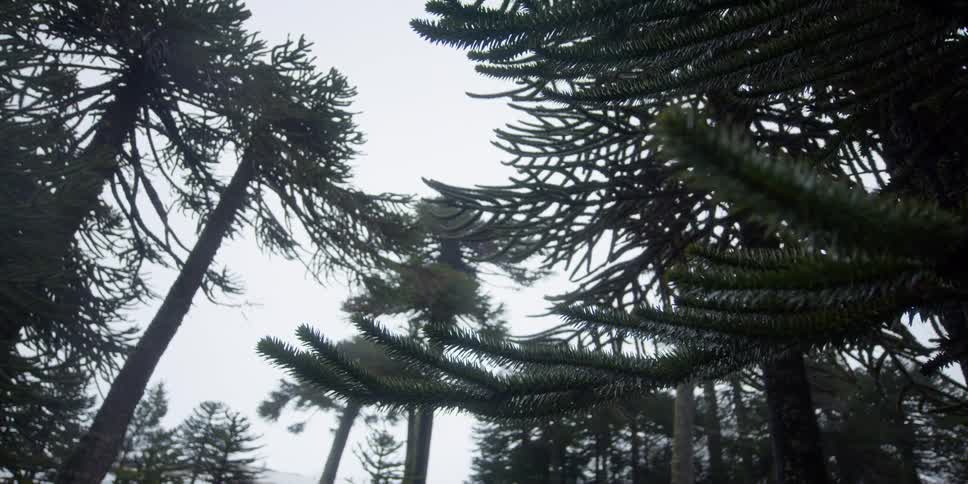 Rain falling on pine trees