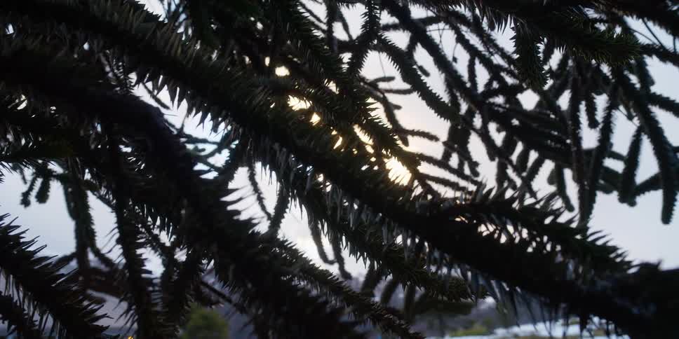 A backlit pine tree with the glowing sun