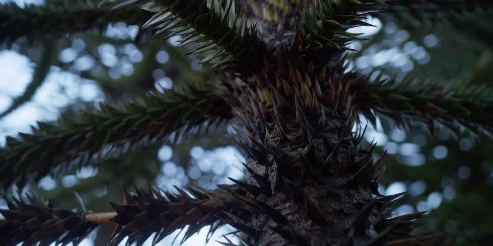 A spiny monkey puzzle tree