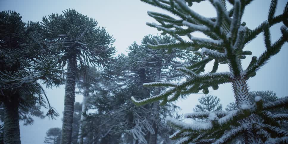 Ice crusts tree branches under pale sky
