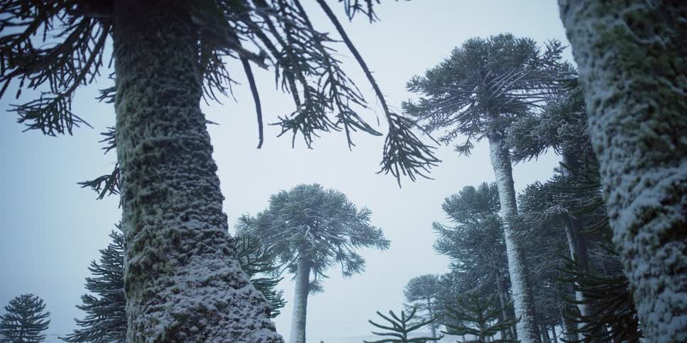 Monkey puzzle trees covered in snow