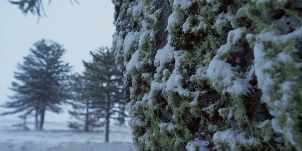Snow on a mossy tree in a forest
