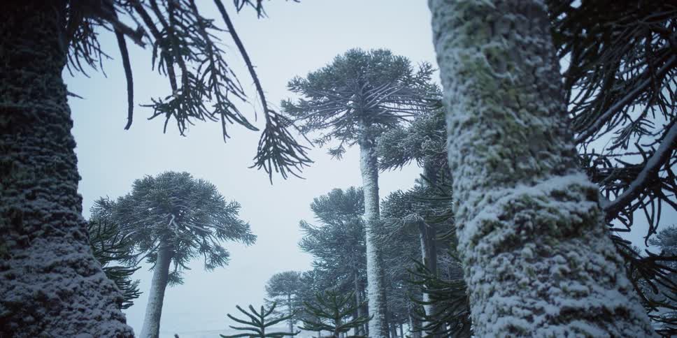 Monkey puzzle trees frosted in snow during the winter
