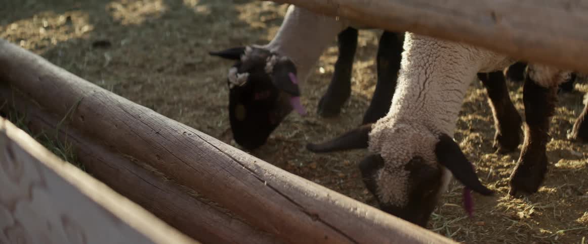 Sheep eat hay in the farm