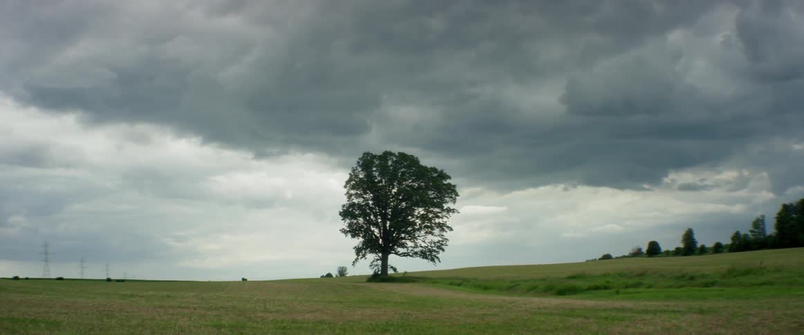 A lone tree stands in a field on a cloudy day