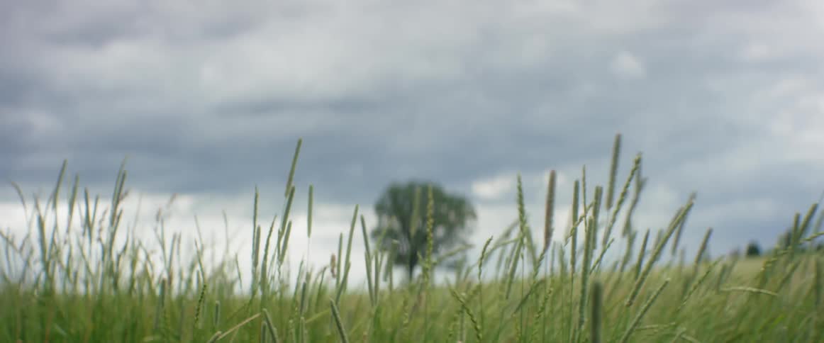 Green grass sways in the wind on a cloudy day