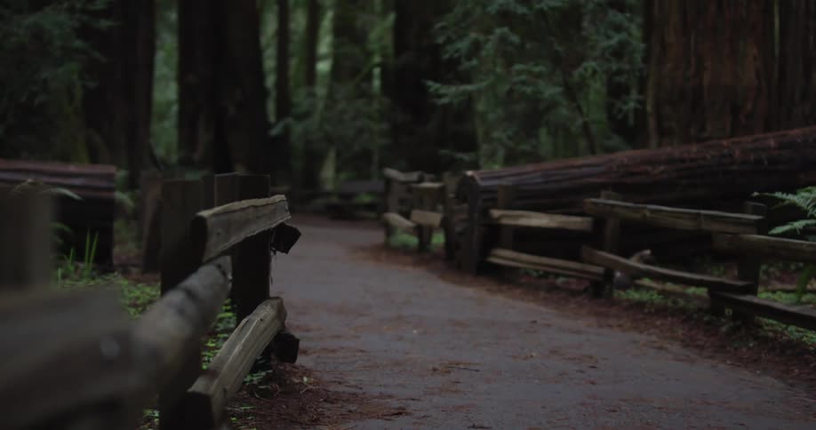 A path through a forest