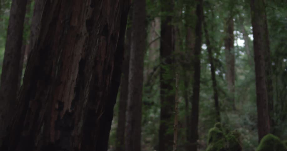 Trees in a forest