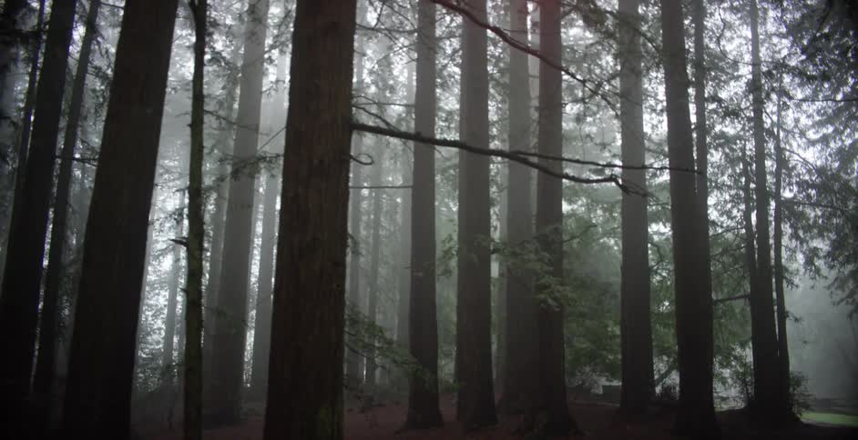 Large trees grow in a misty forest