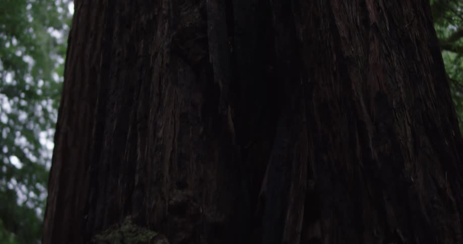 A redwood tree in a forest