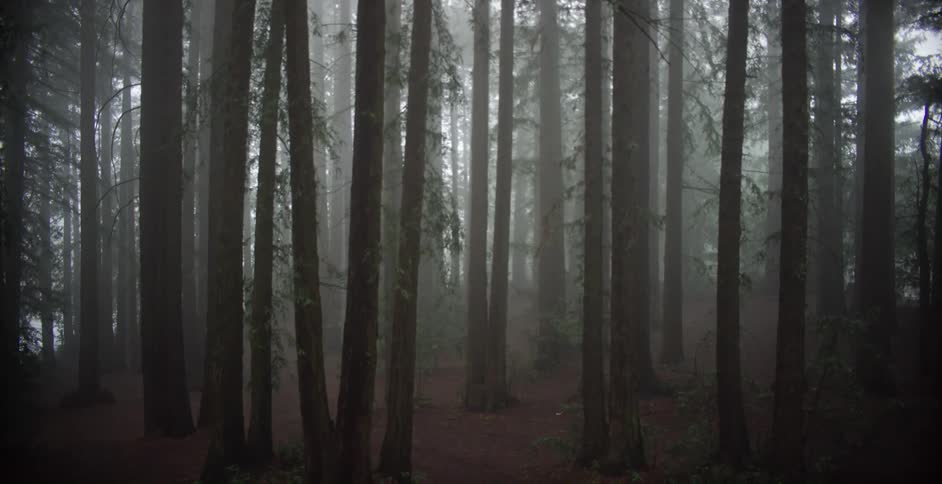 Pine trees in the mist on a forest