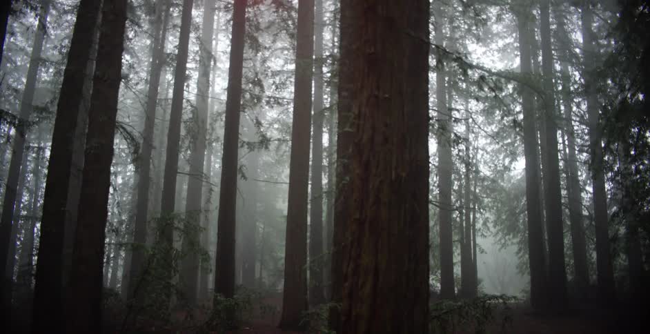 Trees in a forest