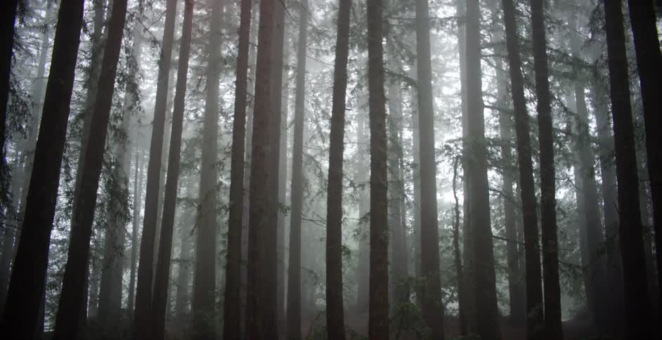 Trees in a forest is displayed