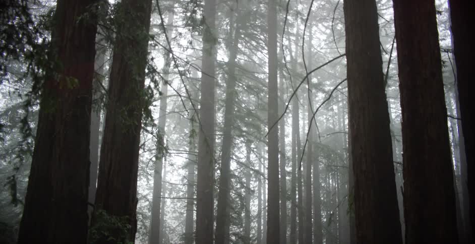 Tall trees grow in a dense forest