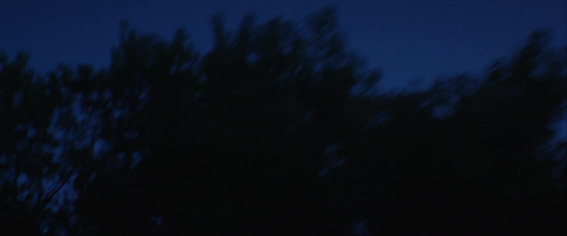 The tops of trees highlighted against a night sky as the camera passes them