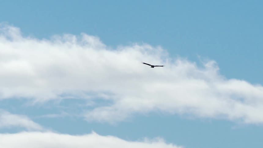 A bird gliding under the clouds of a light blue sky