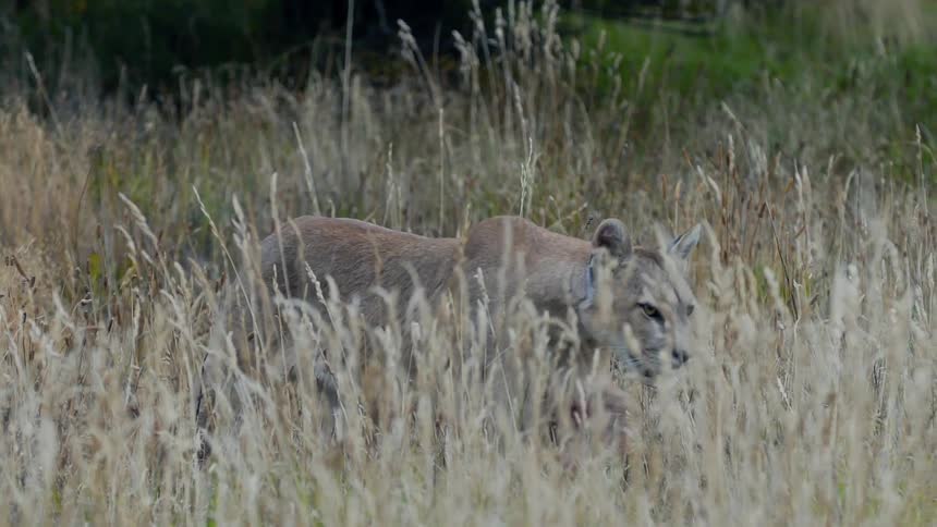 A mountain lion walks through tall reeds in a field