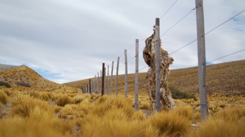 Skeleton hangs on a fence post near a grassy field